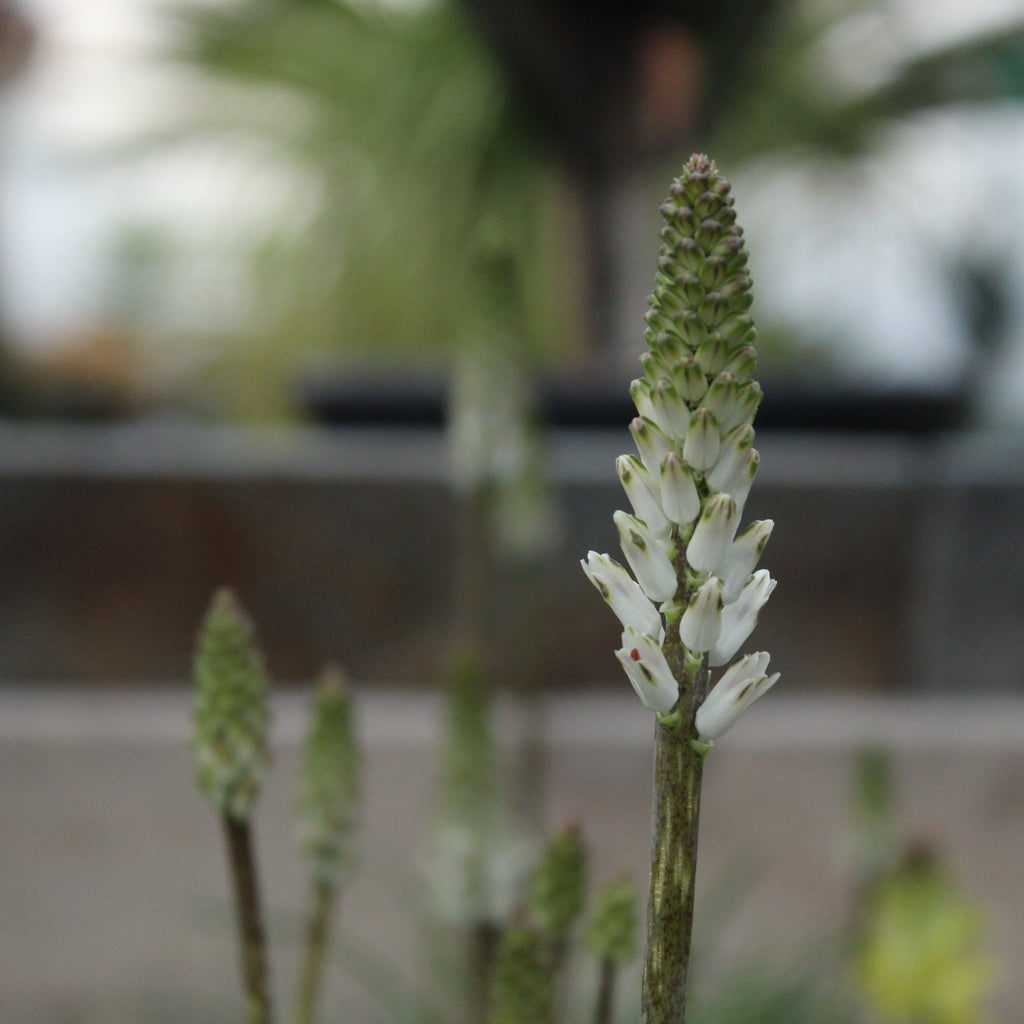 Lachenalia contaminata Image