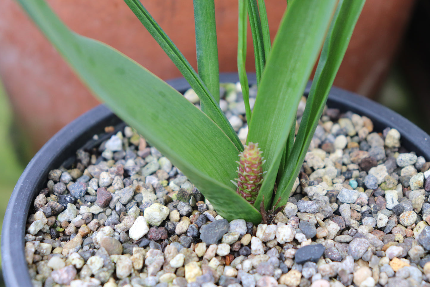 Lachenalia elegans var. elegans