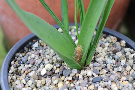 Lachenalia elegans var. elegans