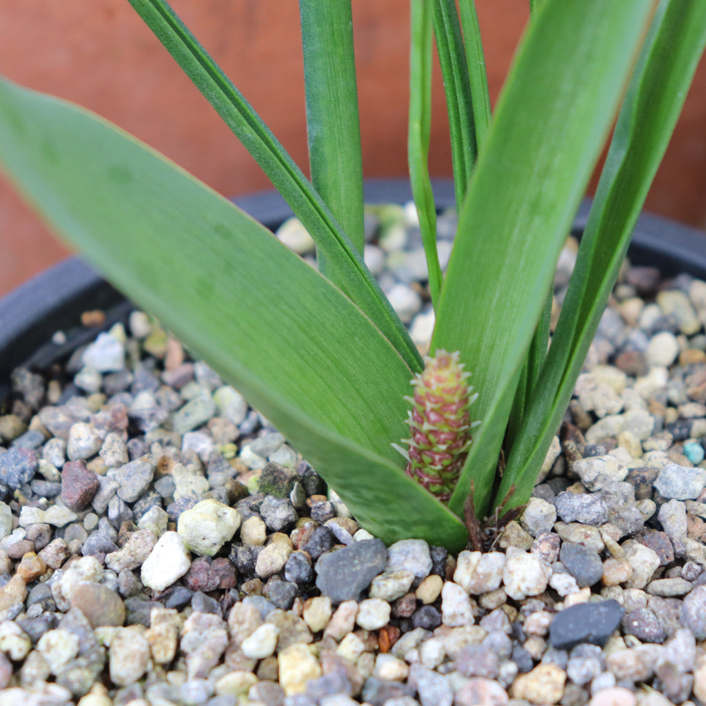 Lachenalia elegans var. elegans Image