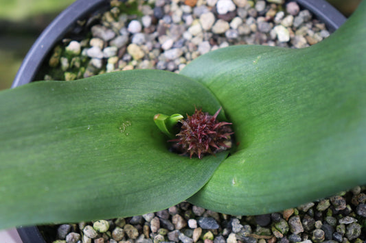 Lachenalia flava