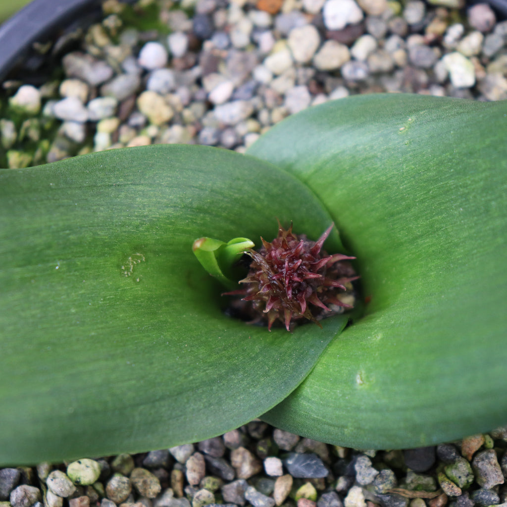 Lachenalia flava Image