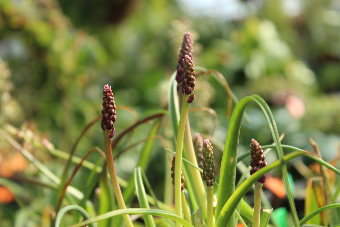Lachenalia namaquensis.