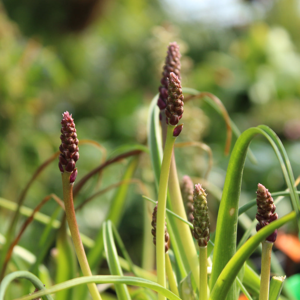 Lachenalia namaquensis Image