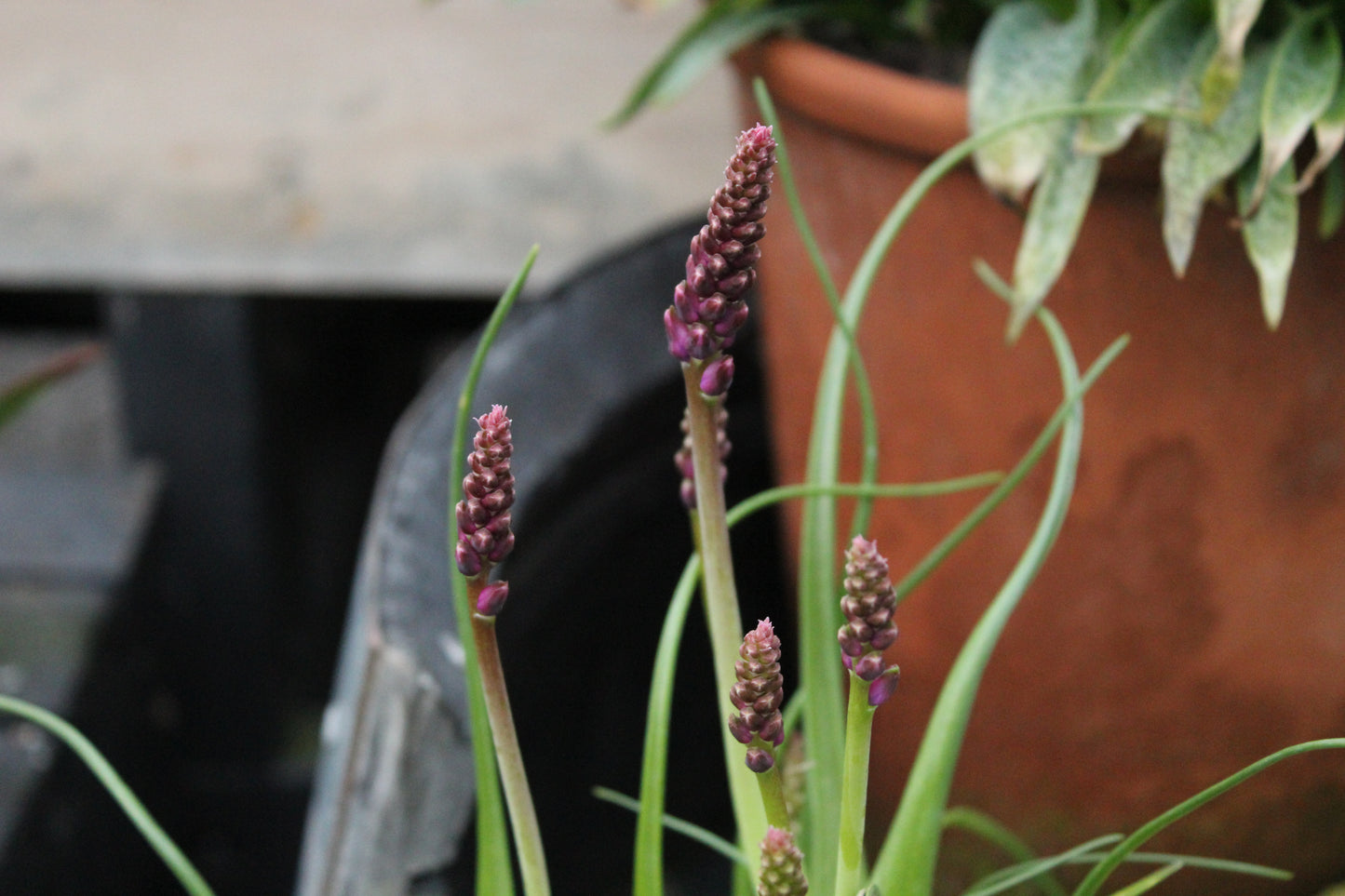 Lachenalia namaquensis 2