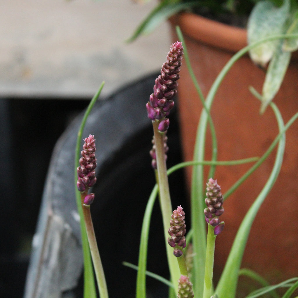 Lachenalia namaquensis Image