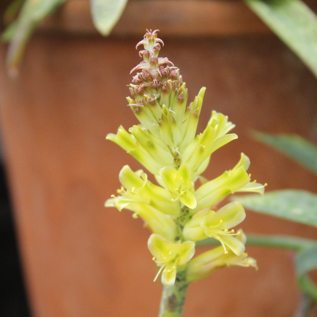 Lachenalia orchioides Image