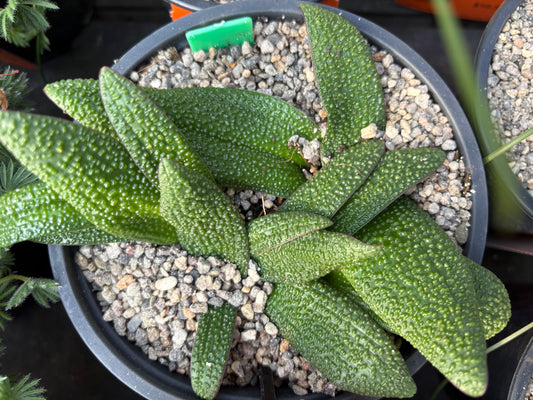 Lachenalia purpureo-caerulea