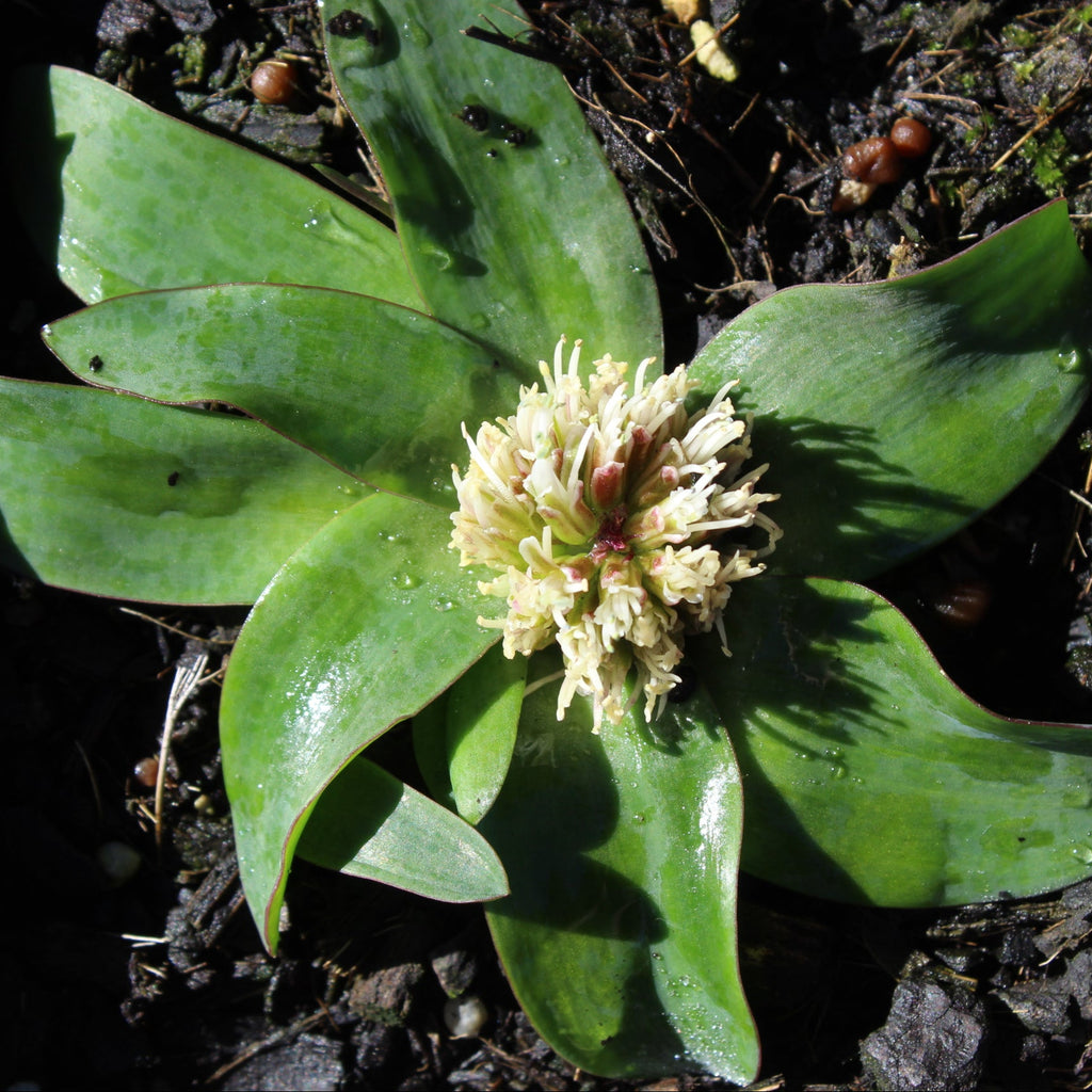 Lachenalia pusilla Image