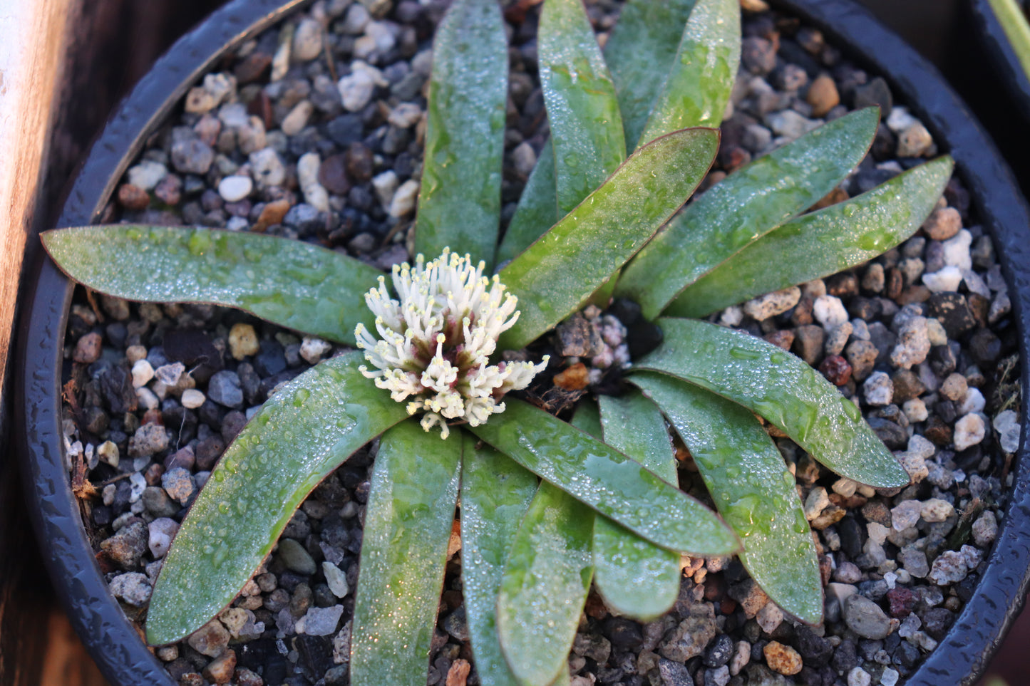 Lachenalia pusilla 2