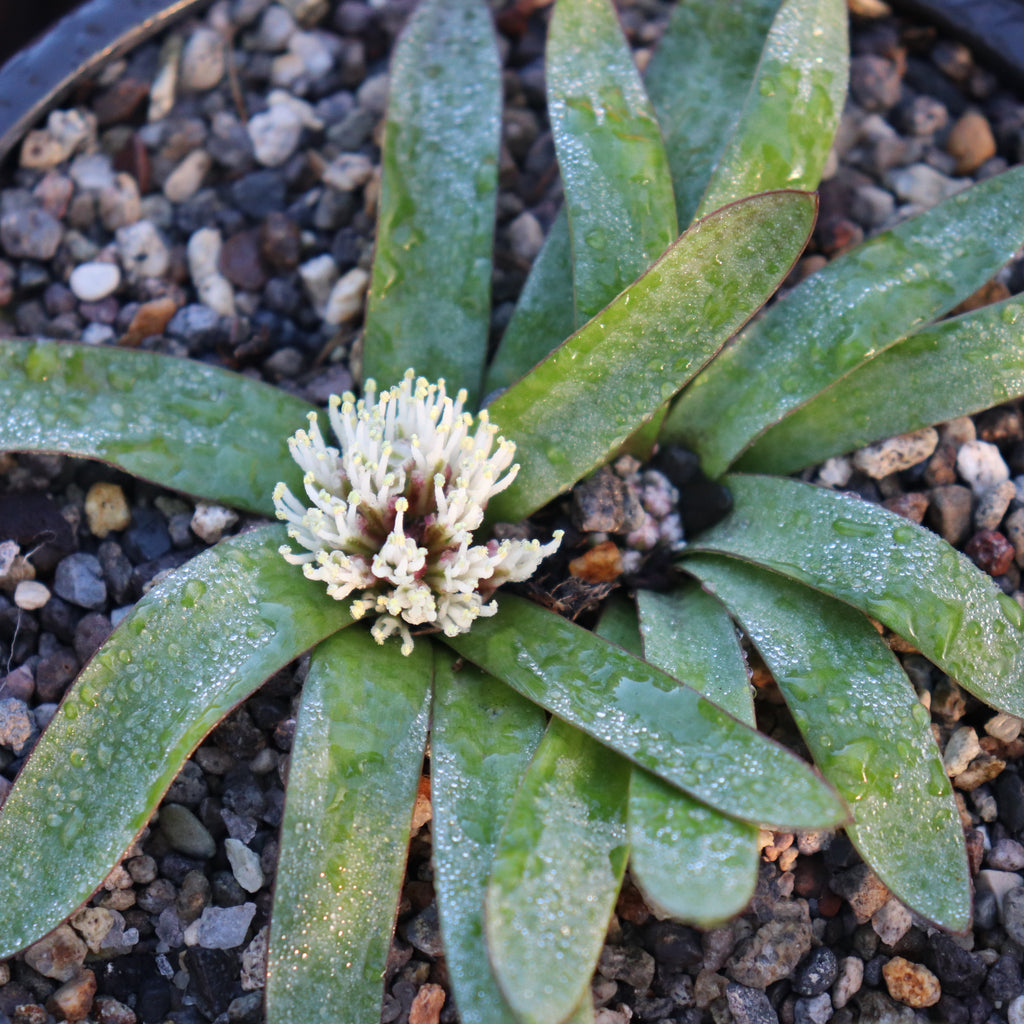 Lachenalia pusilla Image