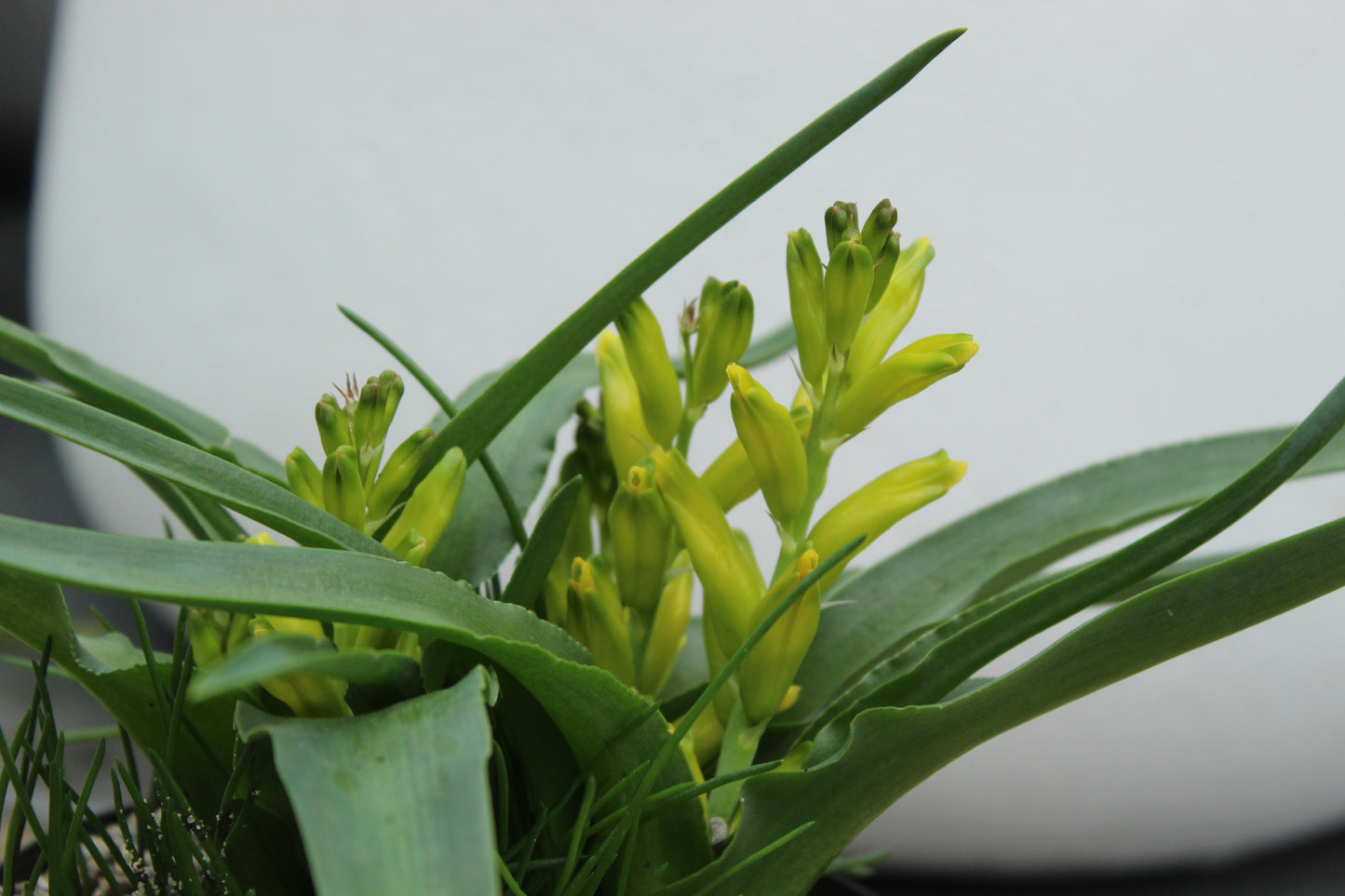 Lachenalia reflexa