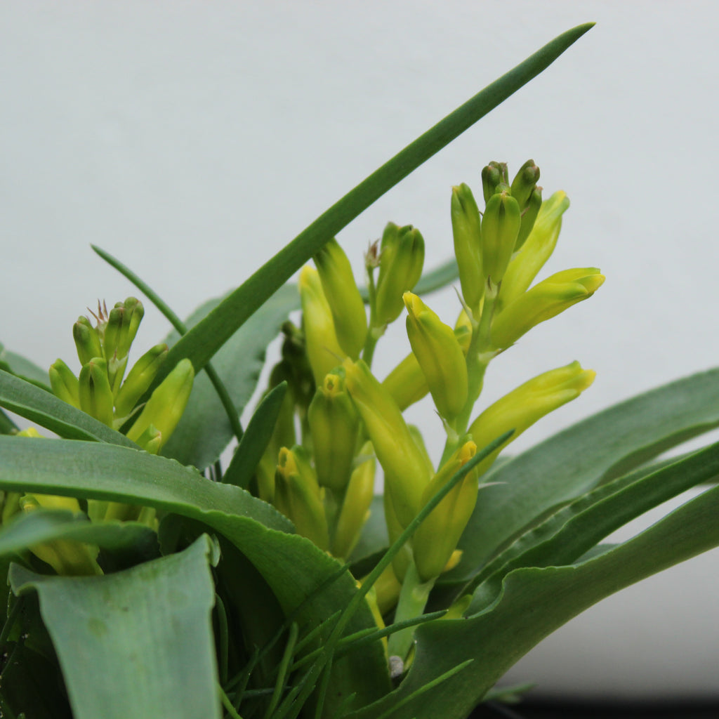Lachenalia reflexa Image