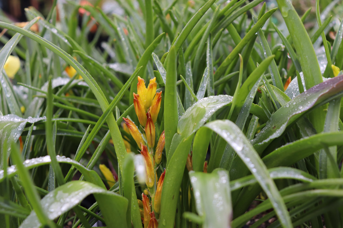 Lachenalia reflexa 3