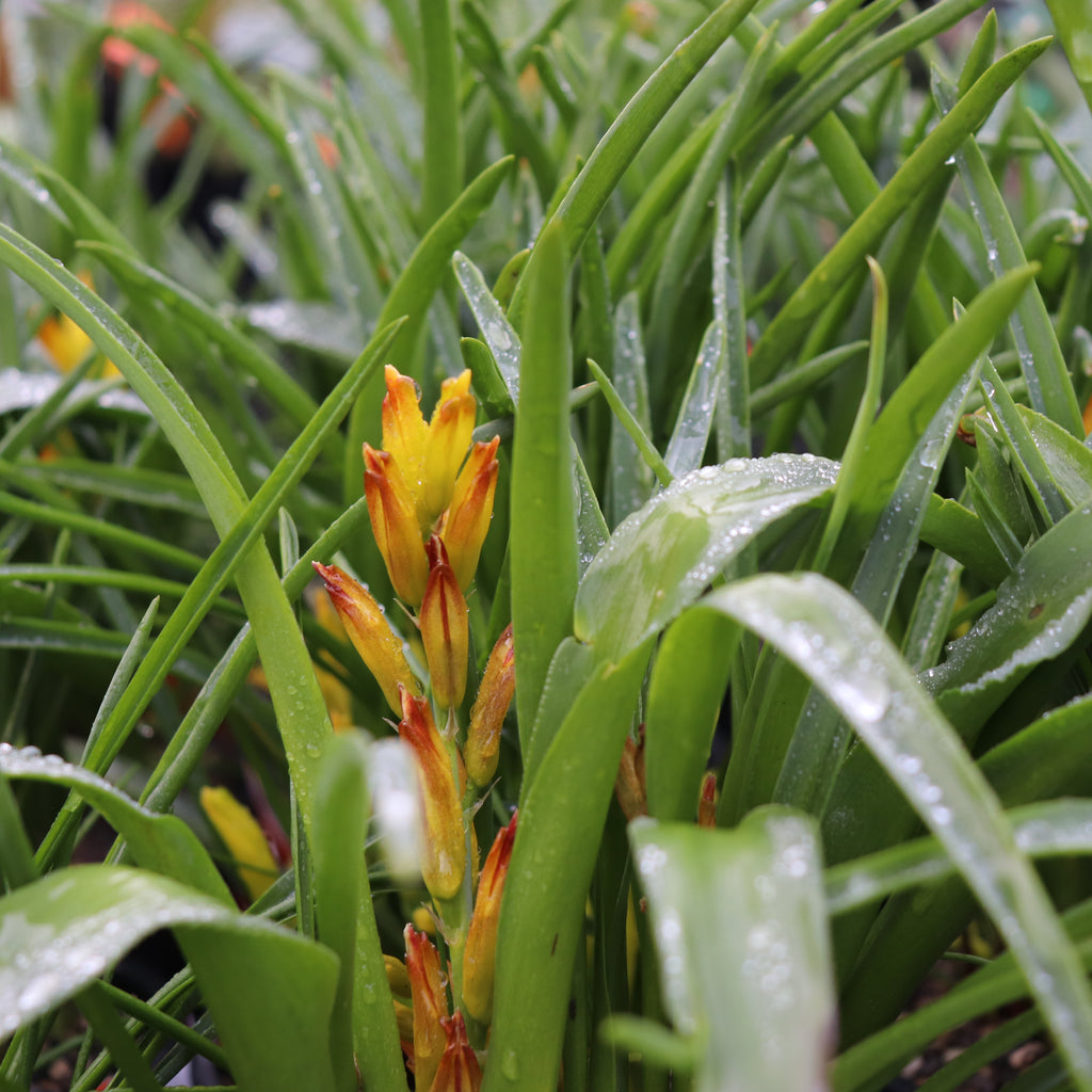 Lachenalia reflexa Image