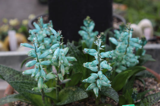 Lachenalia viridiflora