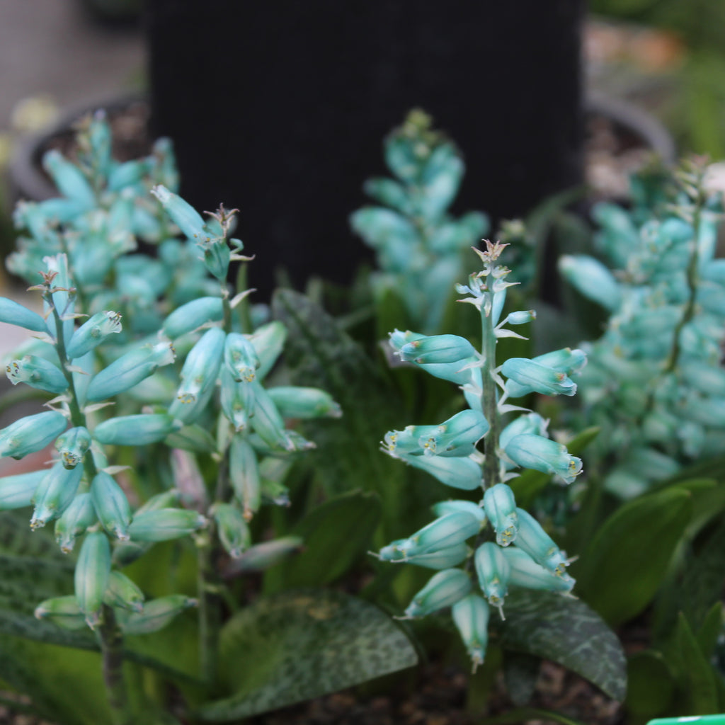 Lachenalia viridiflora Image