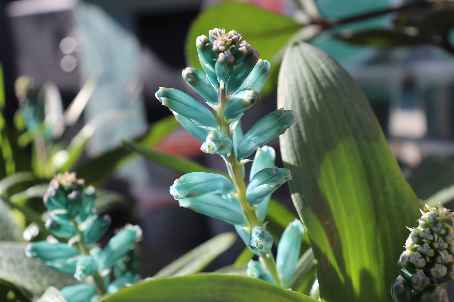 Lachenalia viridiflora 2