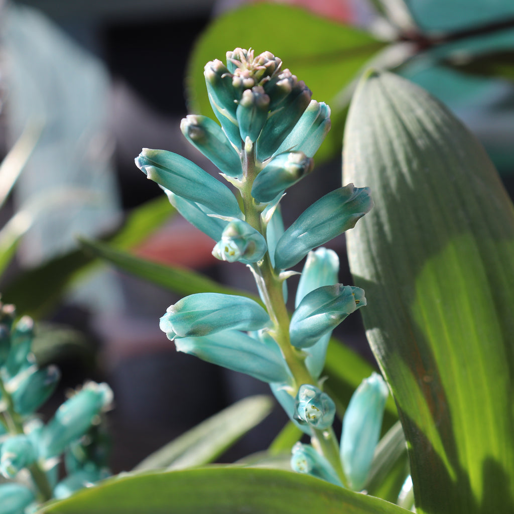 Lachenalia viridiflora Image