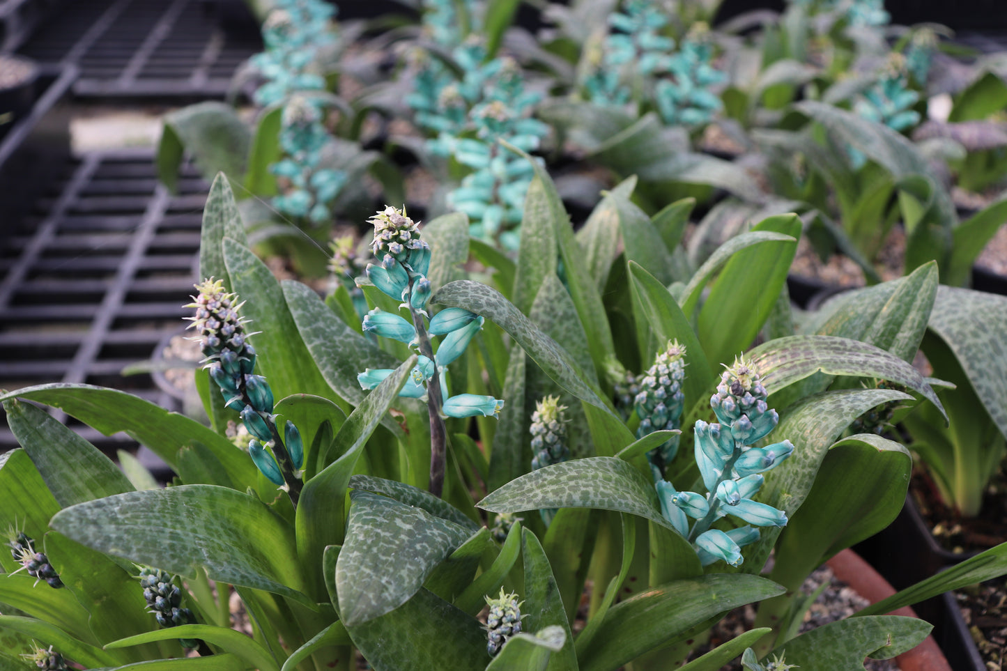 Lachenalia viridiflora 3