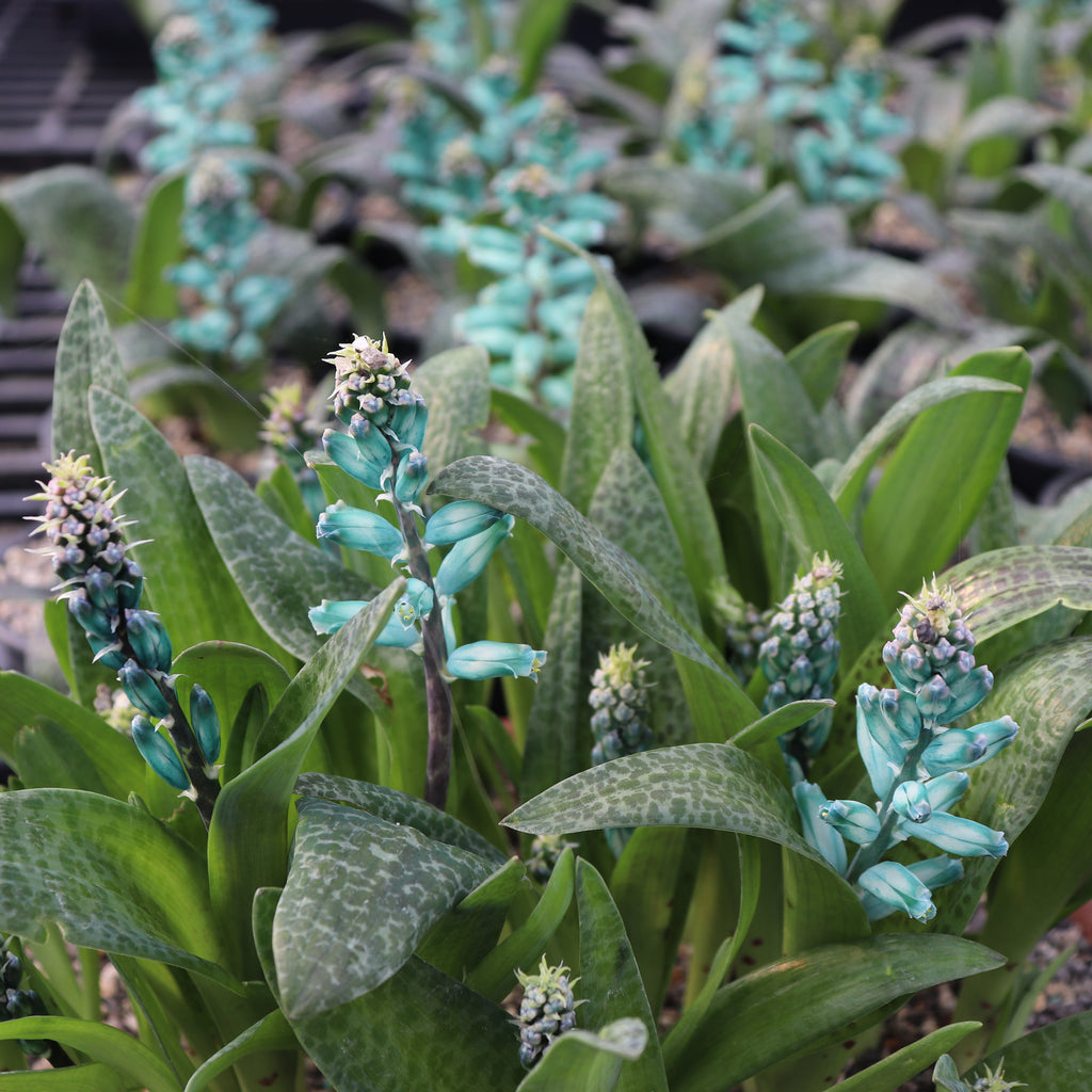 Lachenalia viridiflora Image
