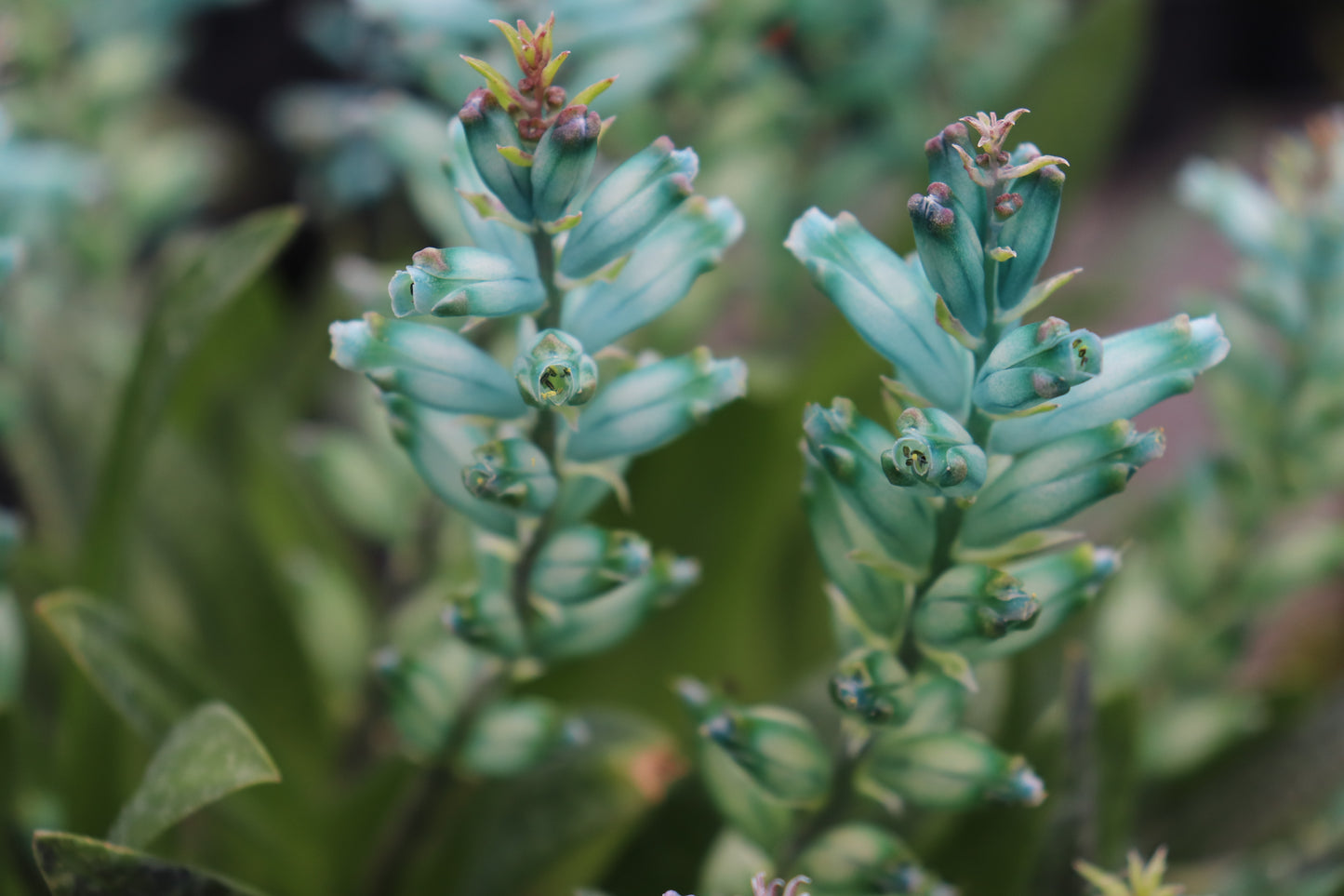 Lachenalia viridiflora close up