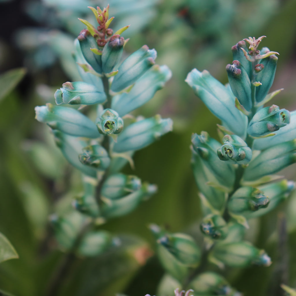 Lachenalia viridiflora Image