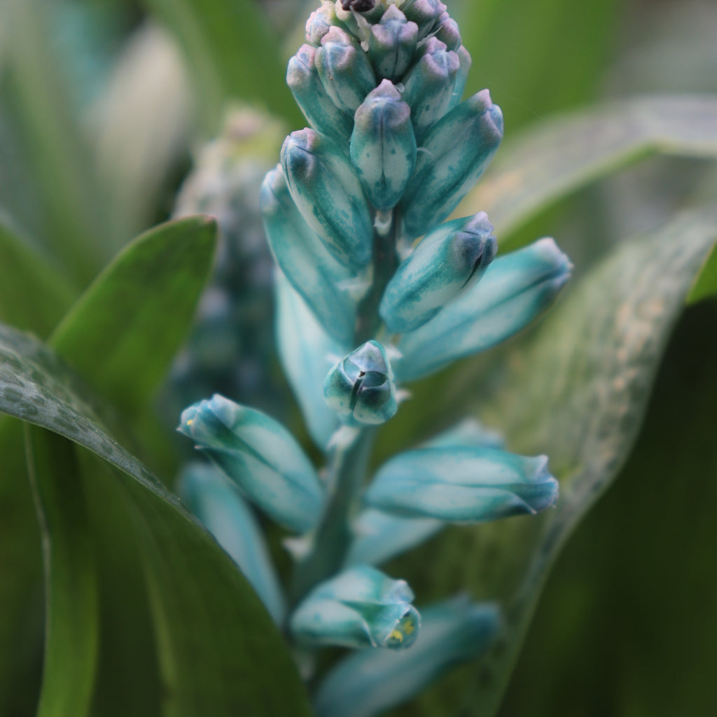 Lachenalia viridiflora Image