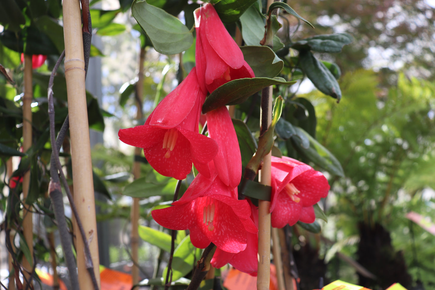 Lapageria rosea 3