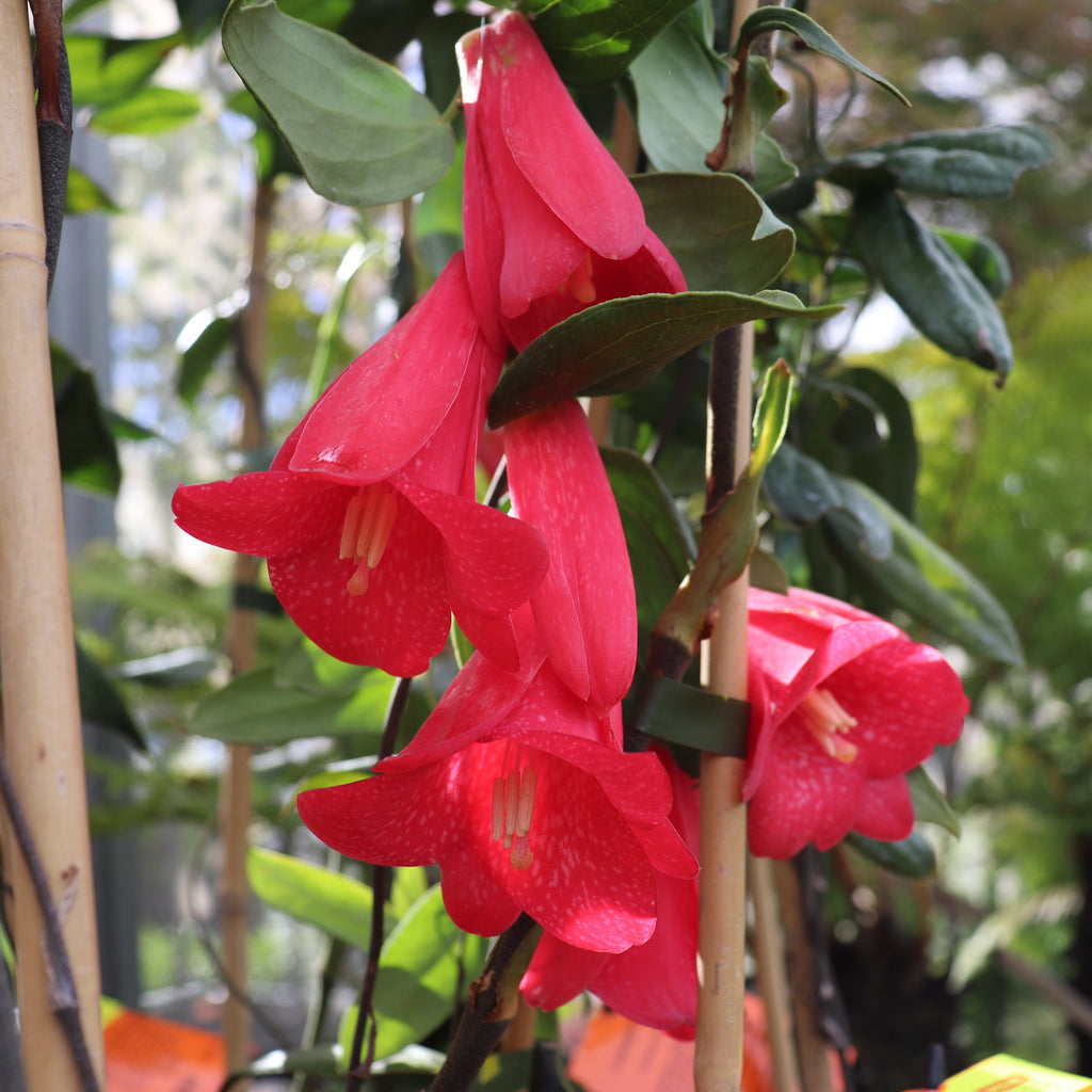 Lapageria rosea Image