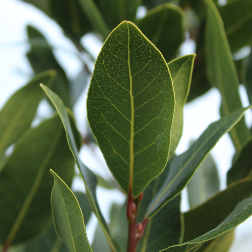 Laurus nobilis Verdi Image