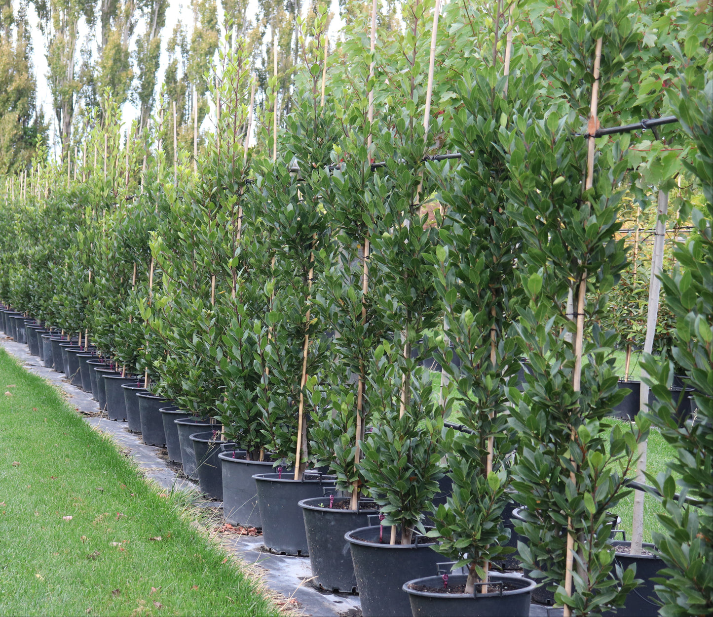 Laurus_nobilis_pillar