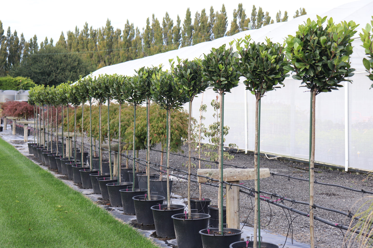 Laurus nobilis