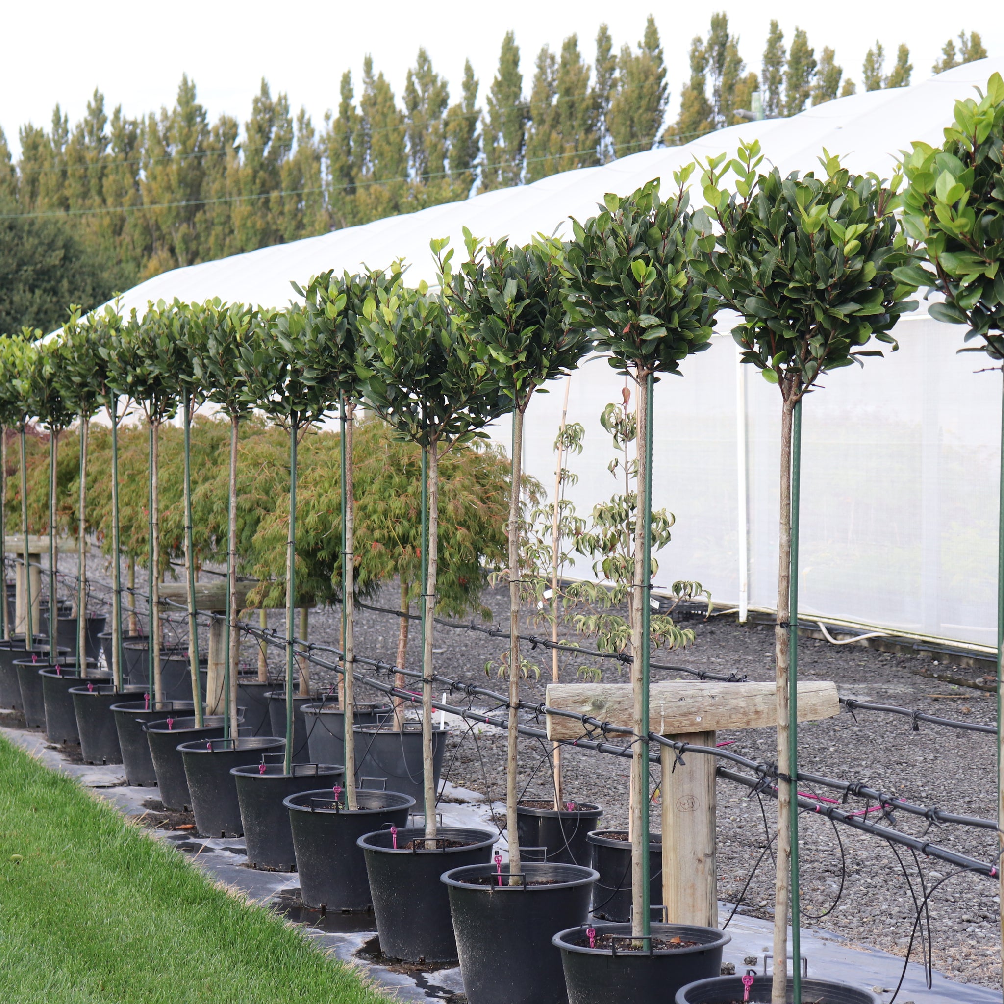 Laurus nobilis – Texture Plants, Landscapes, Lush Lawns Christchurch