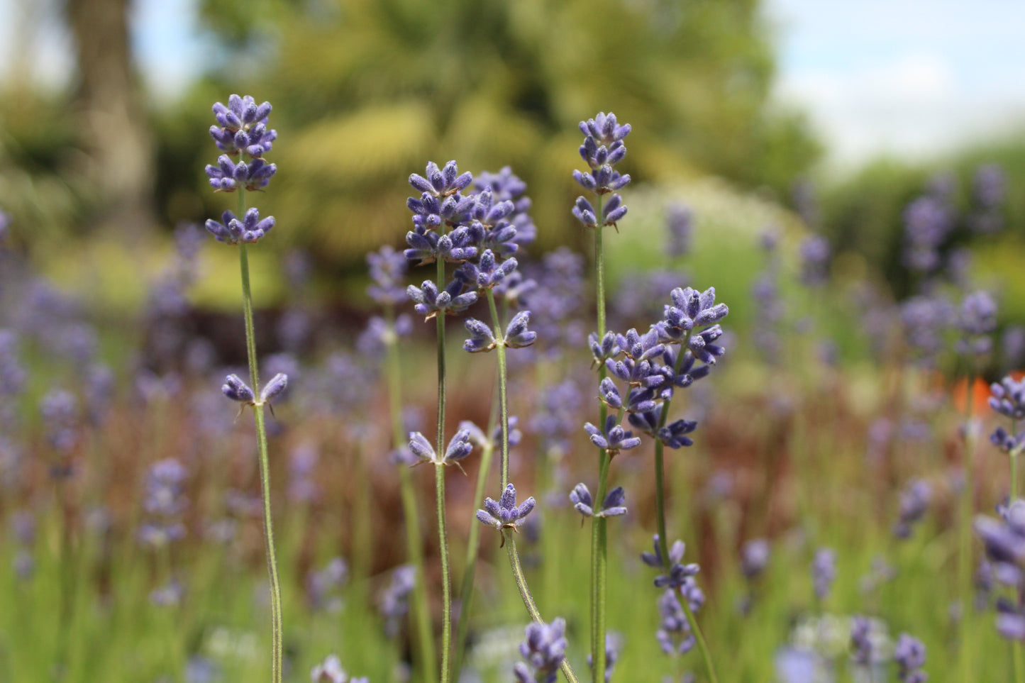 Lavandula A. hidcote
