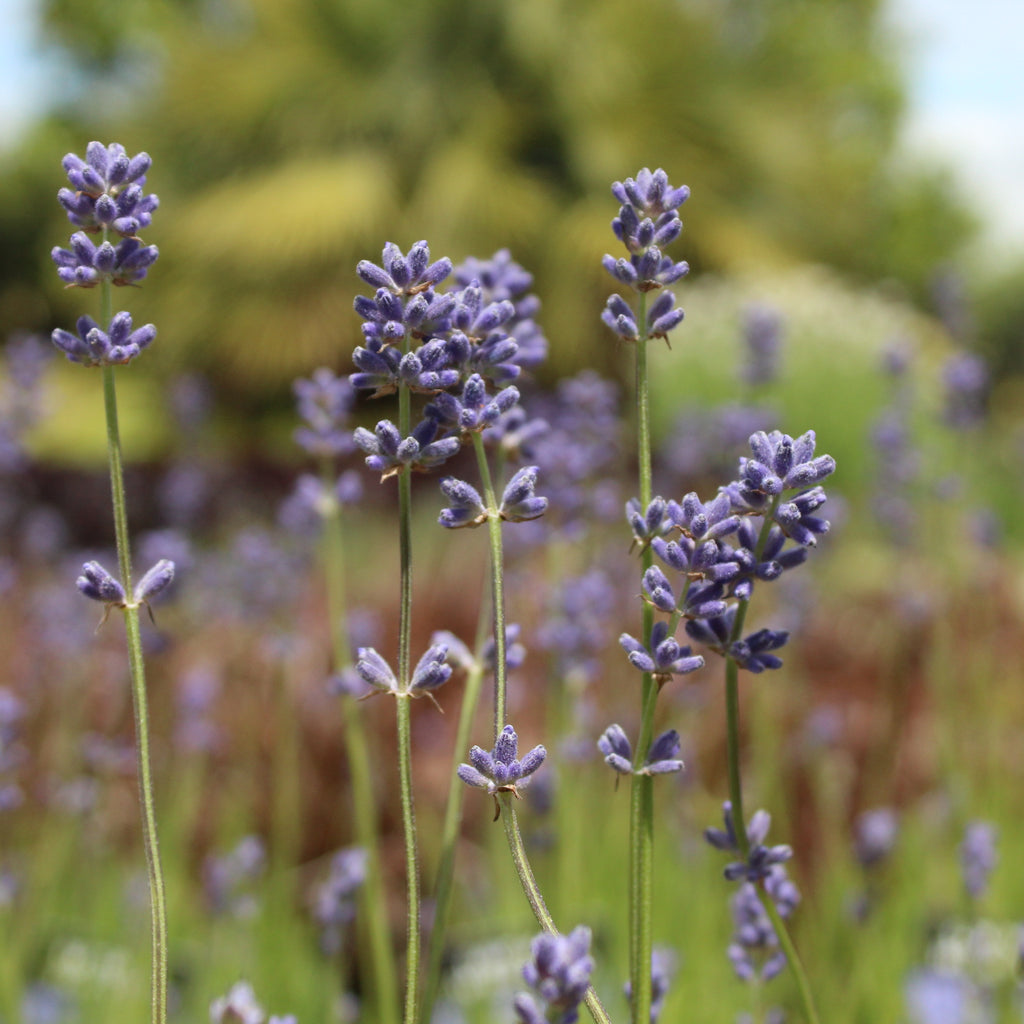 Lavandula angustifolia Hidcote Image