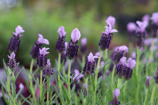 Lavandula Sensation Blue 2