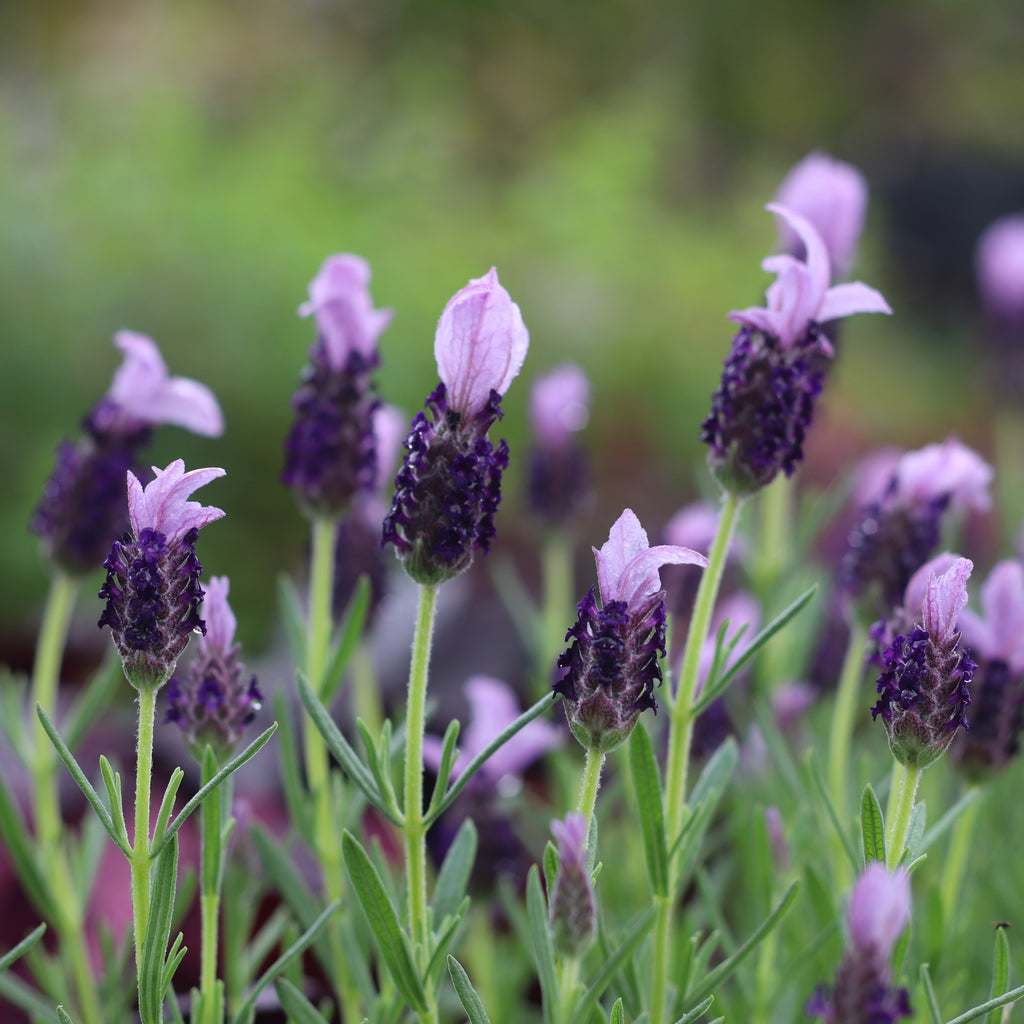 Lavandula Sensation Blue Image