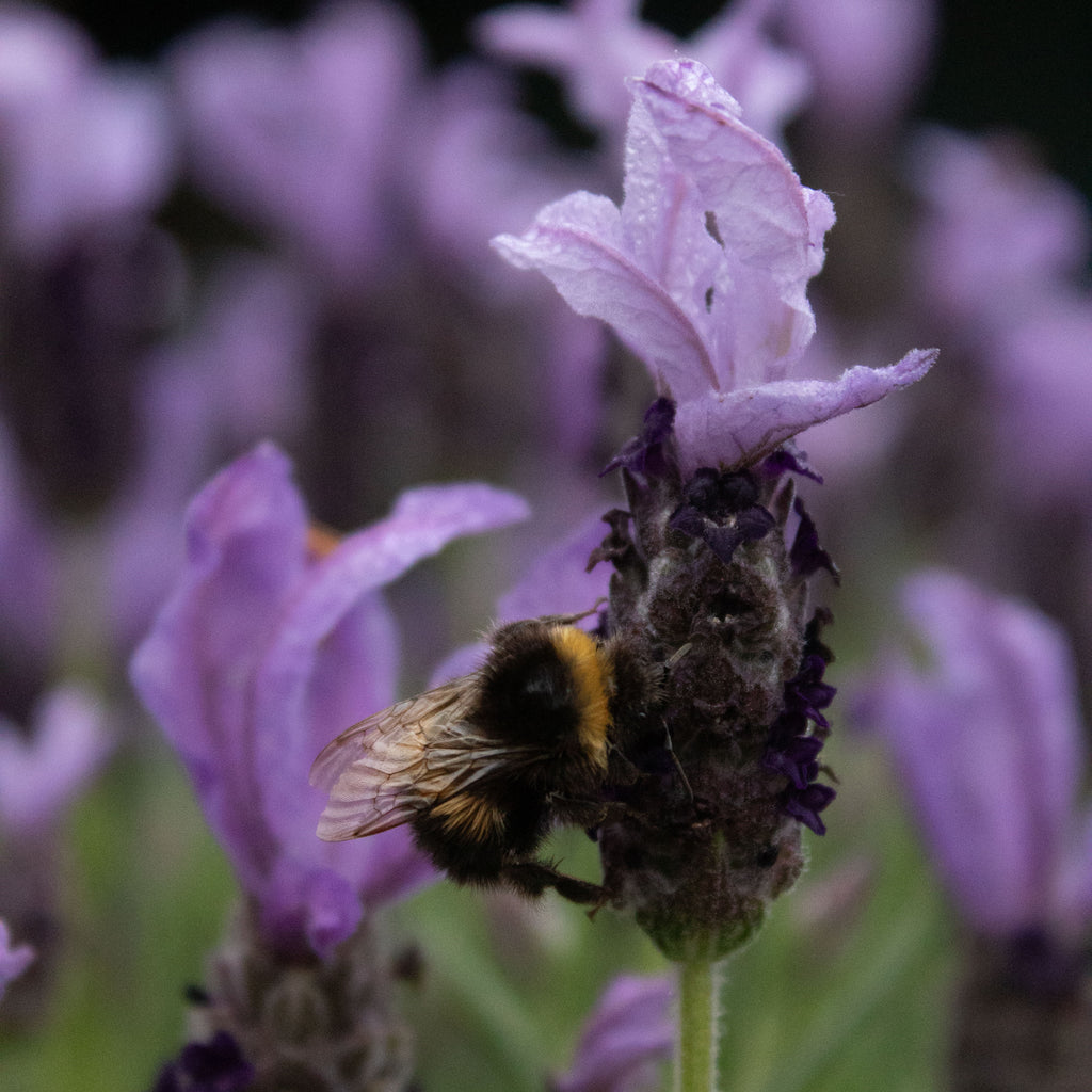 Lavandula Sensation Blue Image