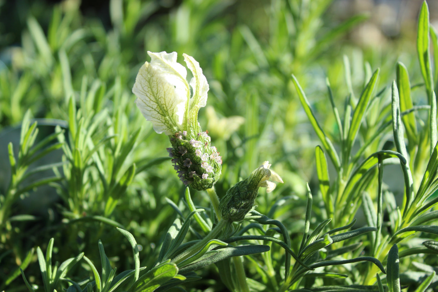 Lavandula Sensation White 2