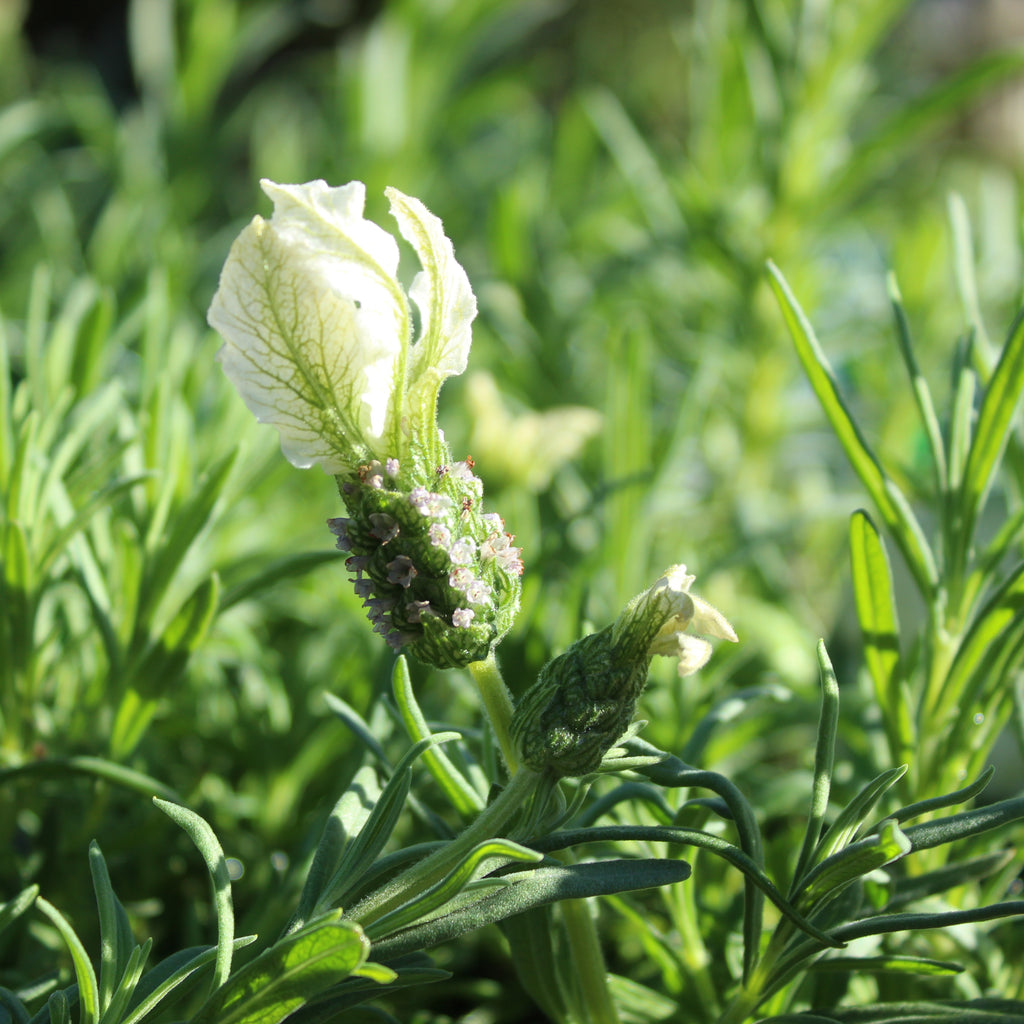 Lavandula Sensation White Image