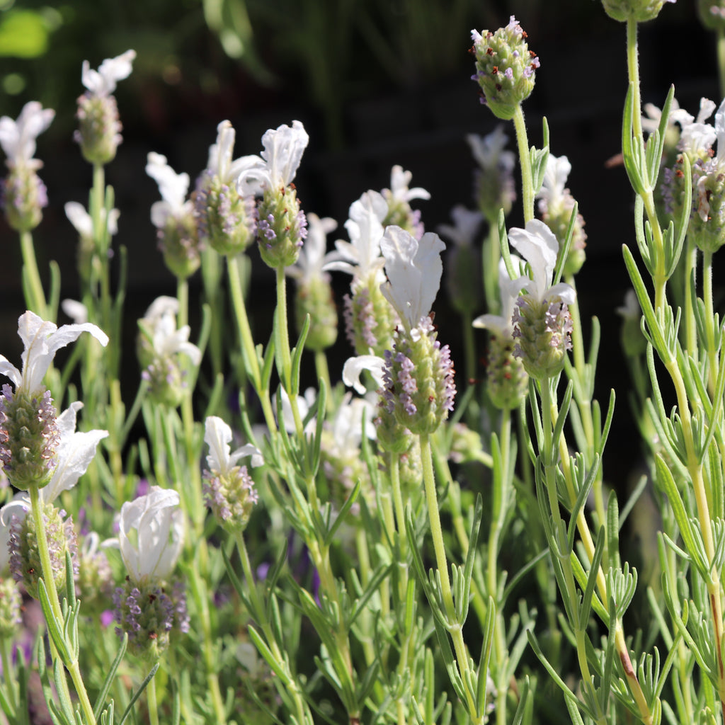 Lavandula Sensation White Image