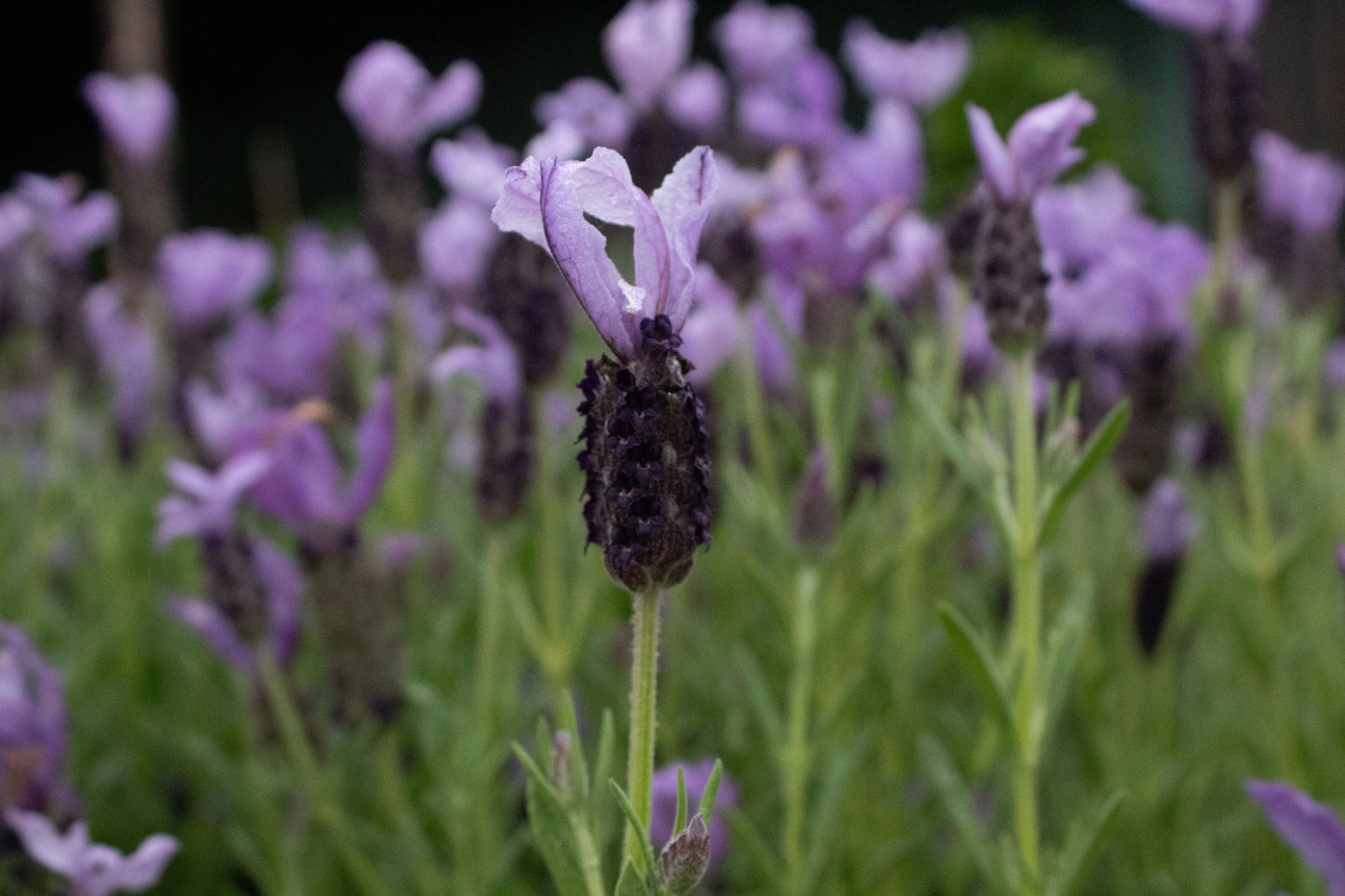 Lavandula sensation blue