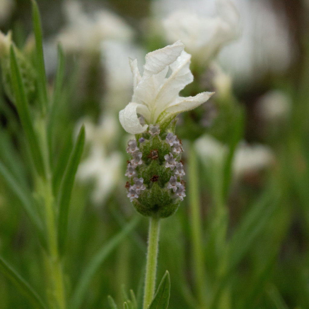 Lavandula Sensation White Image