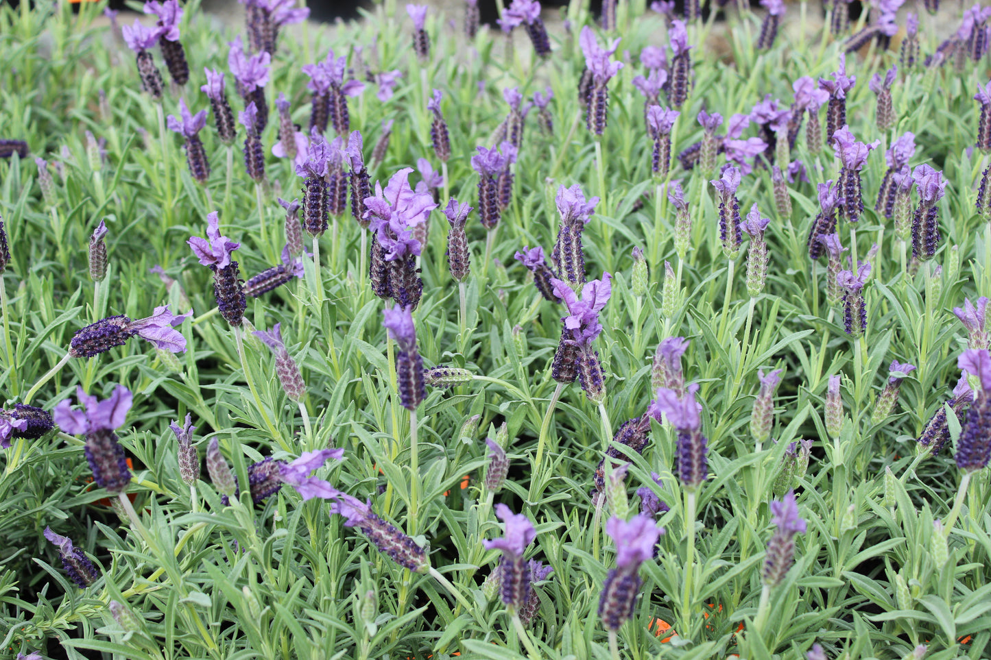 Lavandula stoechas Major 2