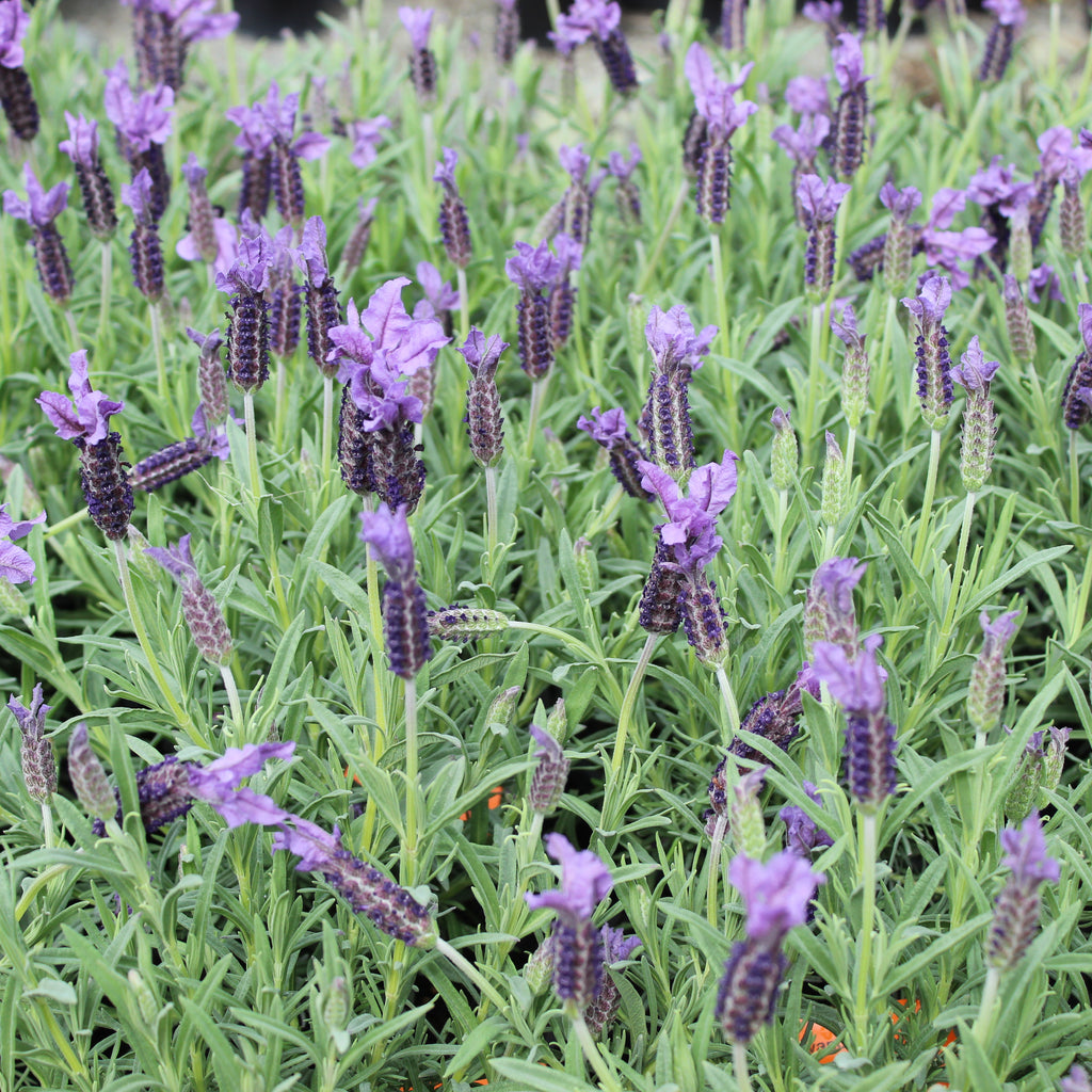 Lavandula stoechas Major Image