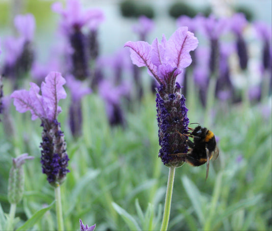 Lavandula stoechas Major bee