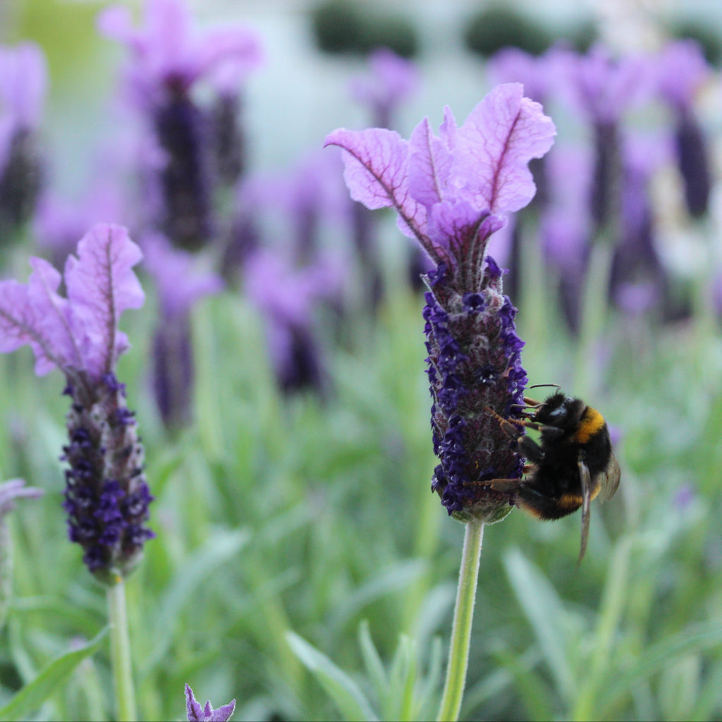 Lavandula stoechas Major Image