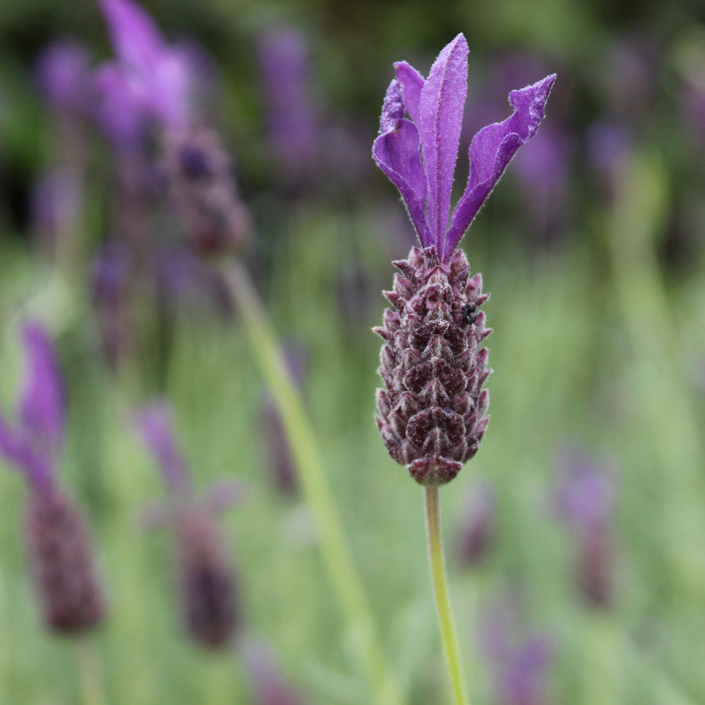 Lavandula stoechas Major Image