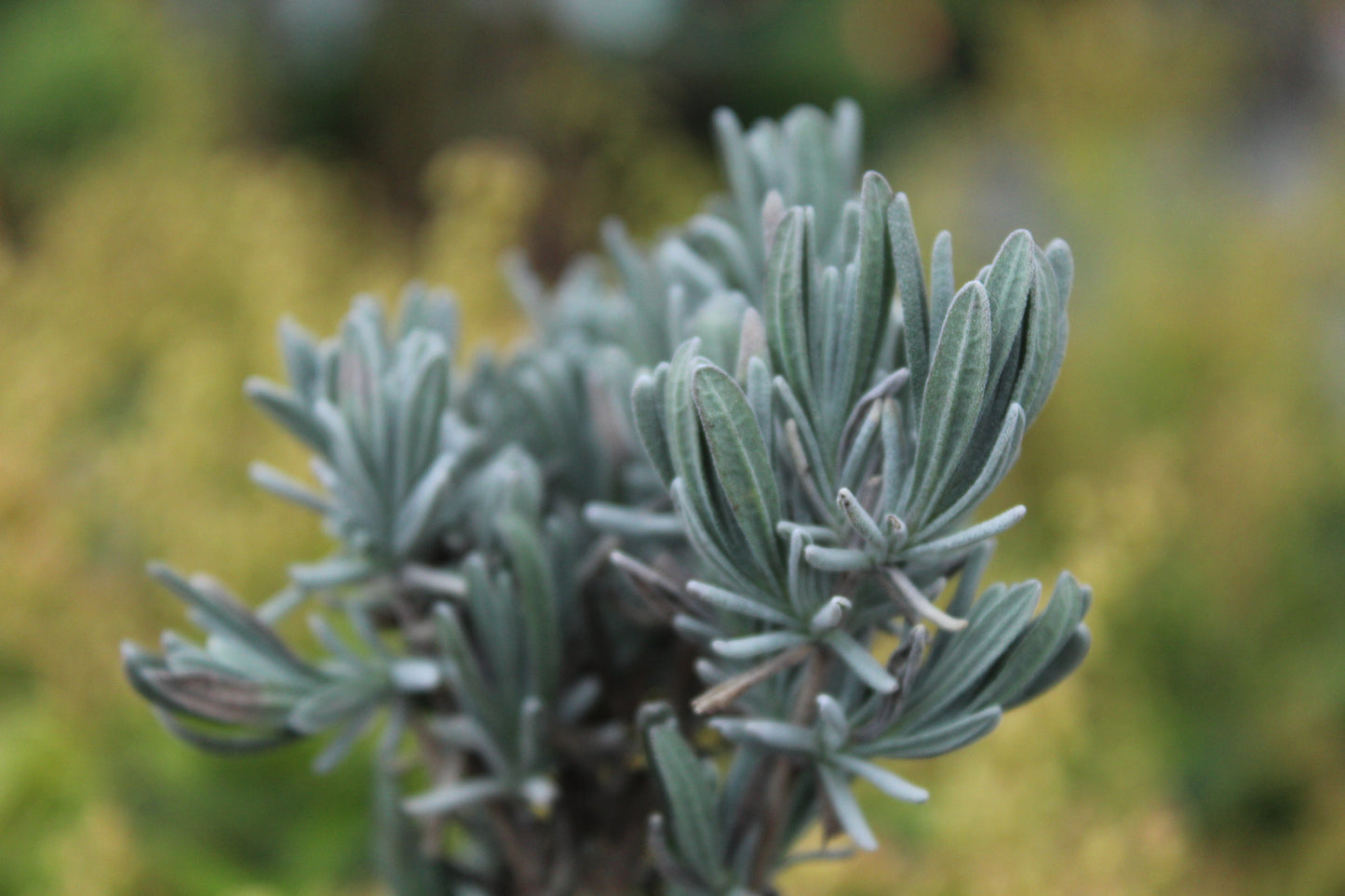 Lavender Pacific Blue 